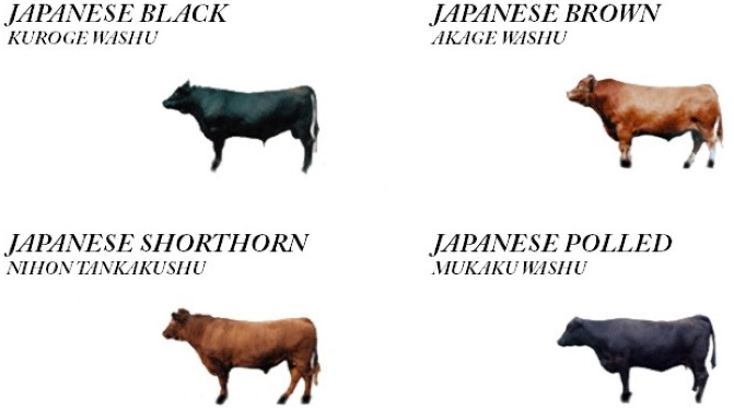 Everything You Need To Know About Kobe And Wagyu Beef | Atelier-yuwa ...